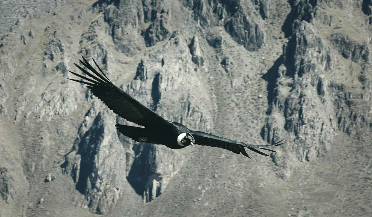 TOUR FULL DAY CAÑON DEL COLCA